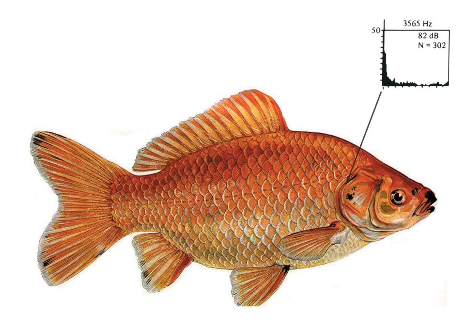 Filter Feeder
